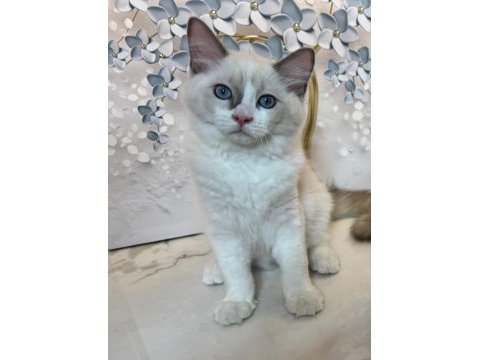 Şecereli anne ve babadan safkan ragdoll yavrular