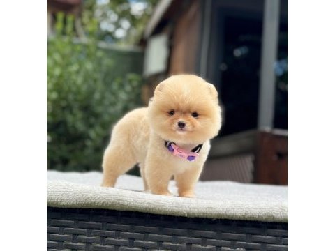 Yavru pomeranian boolarımız
