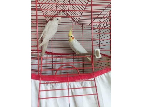Sultan papağanı lutino yavru 2,5 aylık