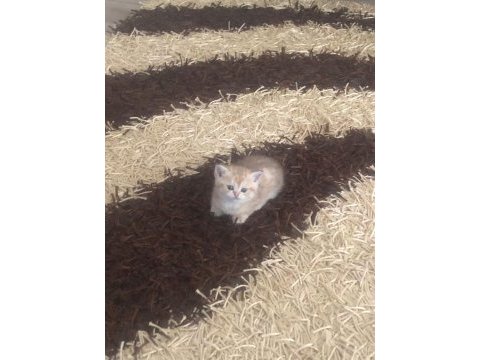 Çok tatlı 2 adet scottish fold 1 adet british kediler