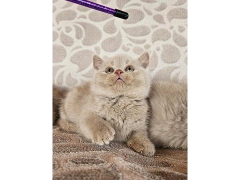 Fawn renk british shorthair yavrularımız