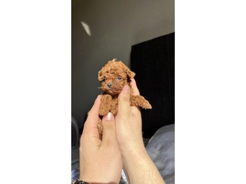 Ev ortamında büyüyen toy poodle bebekler