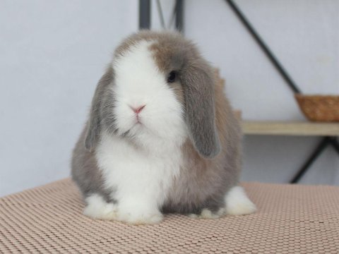 Mini lop splıt renk tavşan