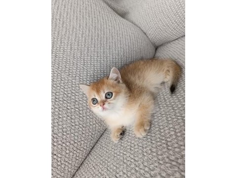 Safkan british golden shorthair yavrular