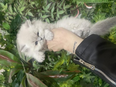 İddialı british longhair yavrularım sağlık garantili