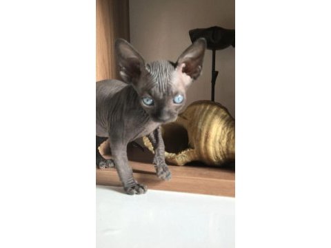Diamond sphynx kittens ozyfelines
