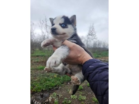Sibirya kurdu yavrularımız yeni sahibini arıyor