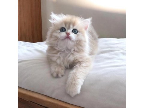 Safkan british shorthair yavrular