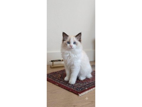 Secereli ragdoll yavrular