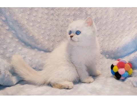 Güzeller güzeli bir british shorthair prenses