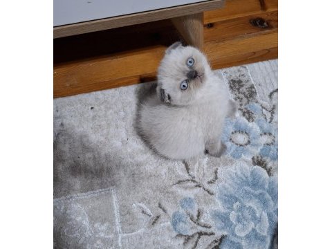 Scottish fold minnoşum