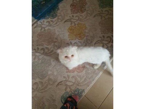 Eğitimli safkan iran kedimiz
