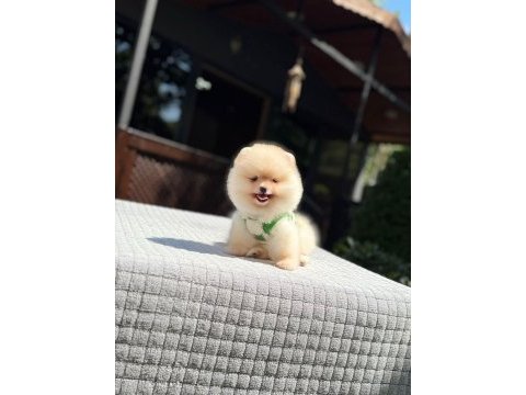 Sağlık ve ırk garantili pomeranian