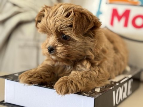 Petmode köpek çiftliğinden tea cup morkie