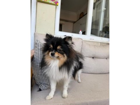 Tüm aşıları tam xxs pomeranian