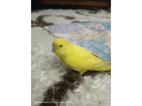 2 aylık muhabbet kuşu