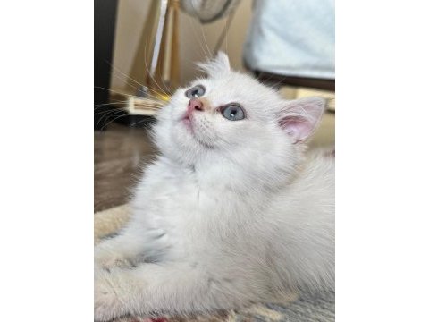 Golden point dişi british shorthair