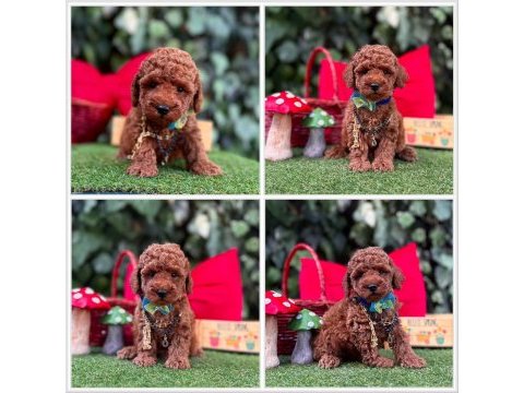 Toy poodle yavrularımız ömürlük aileleri bekliyor