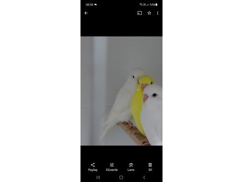 Renk renk bebekler alışma garantili muhabbet kuşlar