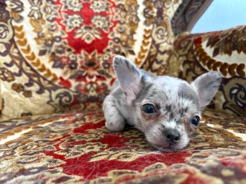 Yavru bir adet erkek 2 adet dişi chihuahua