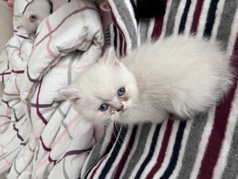 2 aylık british shorthair