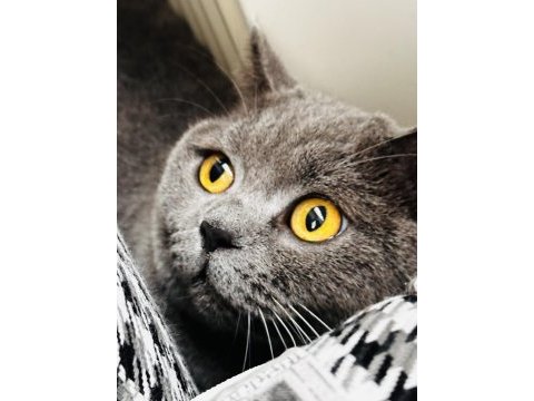 British shorthair kedisi