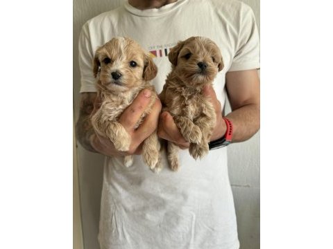 Maltipoo kore kan bebekler