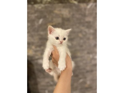Beyaz british shorthair yavrular 