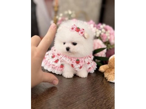 Mini boy prenses pomeranian boo