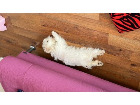 Maltipoo 3.5 aylık