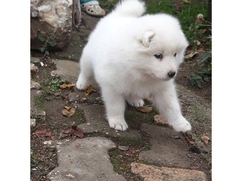 Samoyed yavrularımız ırk garantilidir