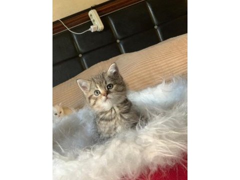 Show kalite british shorthair yavru