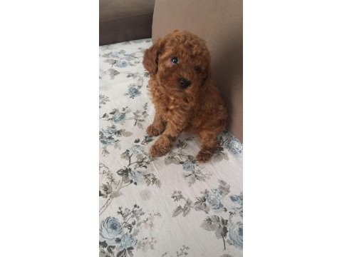 Toy poodle erkek
