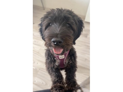 1 yaşında dişi maltese terrier
