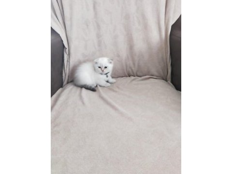 Son iki dişi scottish fold yavrum
