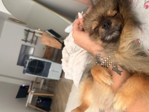 Pomeranian köpeğimiz leo