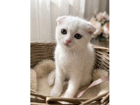 Yeşil gözlü pamuk şekerler