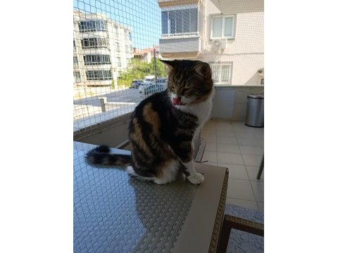 Maine coon ve tekir kırması kısır erkek