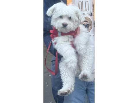 4 aylık terrier