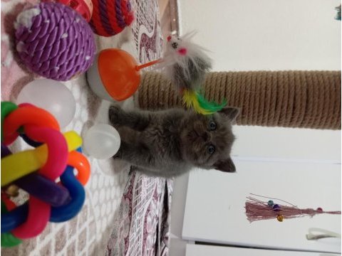 British shorthair 2 aylık yavru