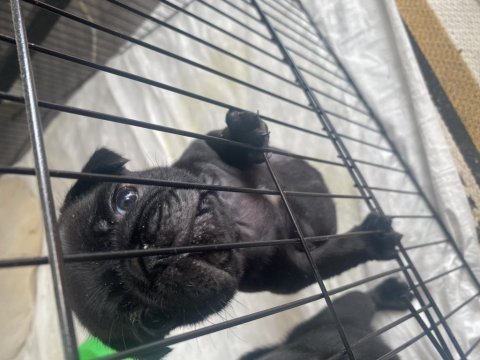 Pug yavrular