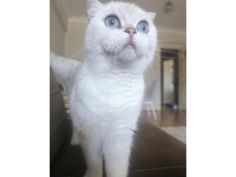 Scottish fold blue eyes