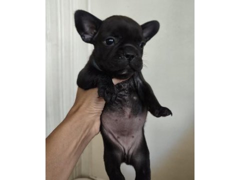 French bulldog yavruları sağlık garantili