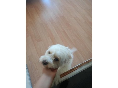 Ücretsiz maltese terrier