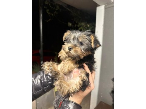 Yorkshire terrier yavrular