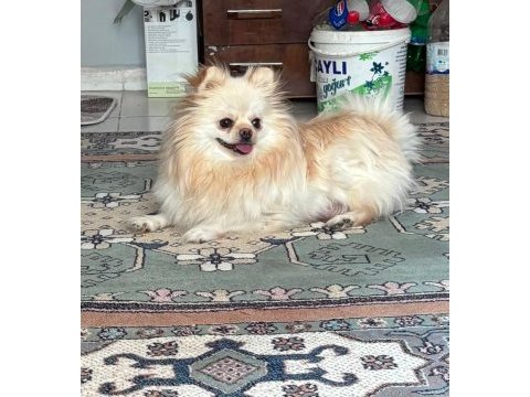2 yaşında dişi pomeranian yer denizli