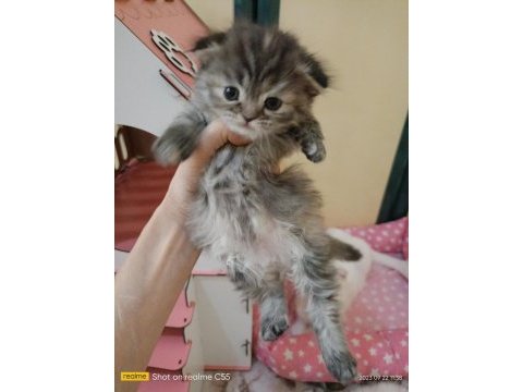 Scottish fold yavrularım