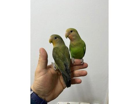Full evcil çağırınca gelir sevda papağanı bebekler