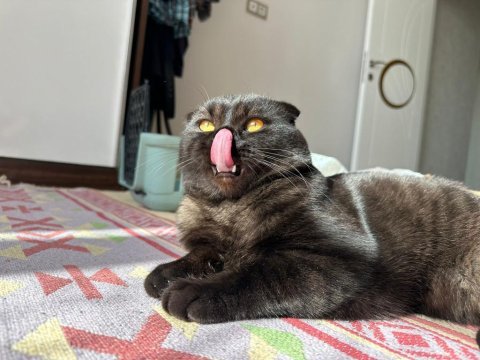 Siyah scottish fold erkek kedi