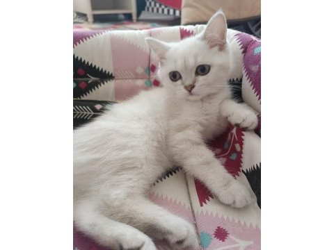 3 aylık bebek scottish fold